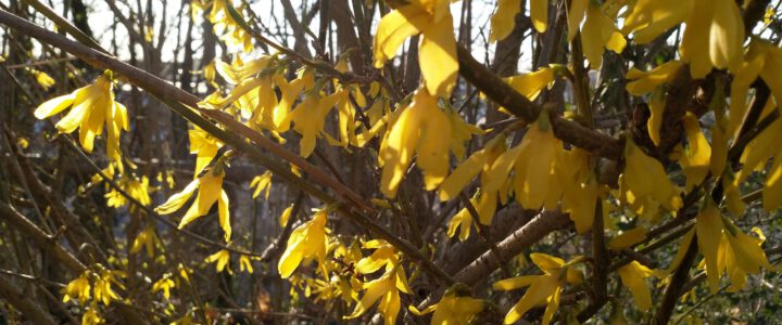 Zentraler Ostergottesdienst in Münster