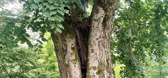 Bäume – Waldmeditation Station 2 – Stamm