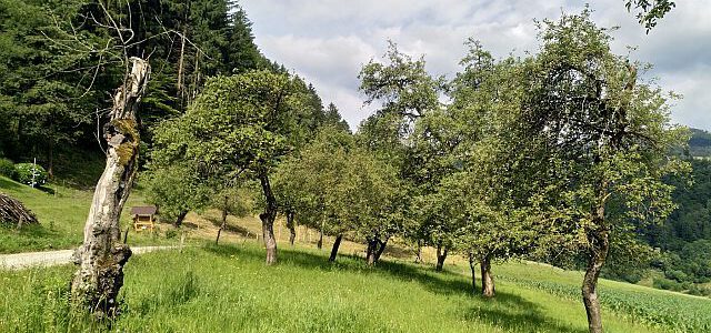 Bäume – Erntedank – Apfelbaum