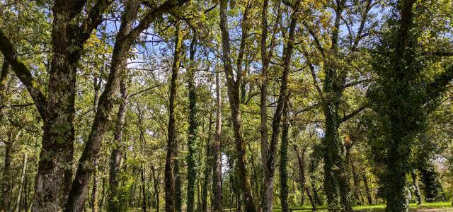 Bäume – ein meditativer Waldspaziergang